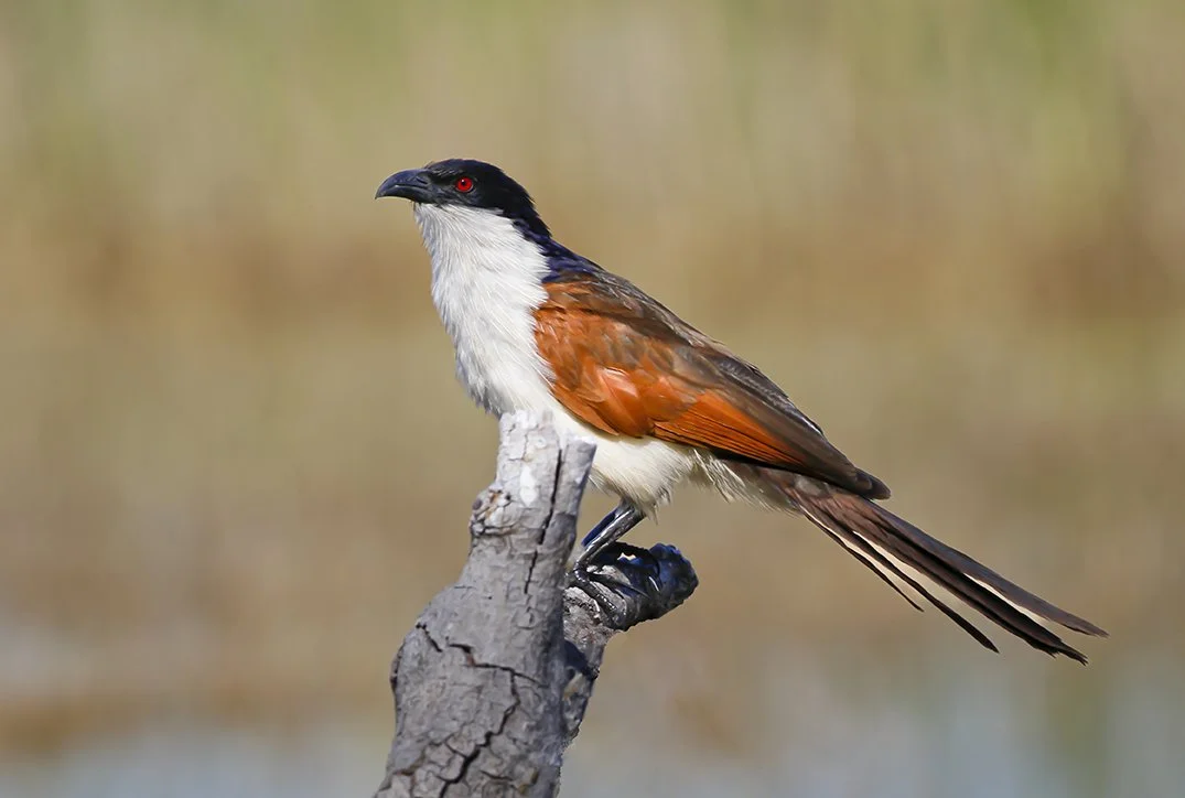 COPPERY_TAILED_COUCAL_03.jpg