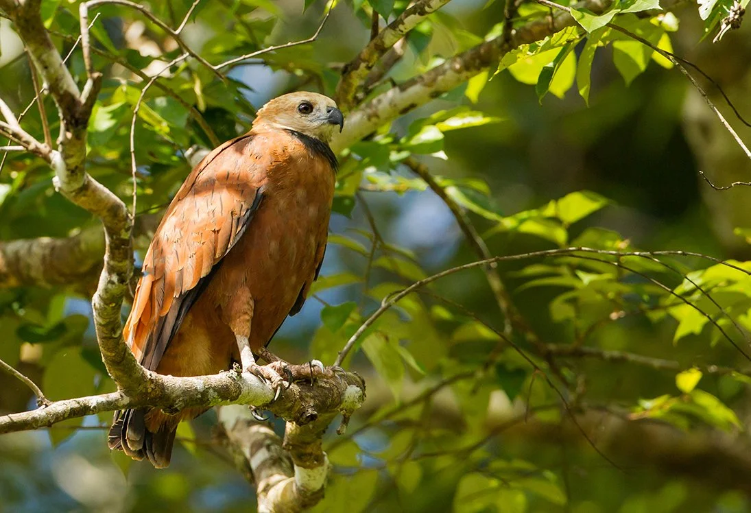 BLACK_COLLARED_HAWK_02.jpg