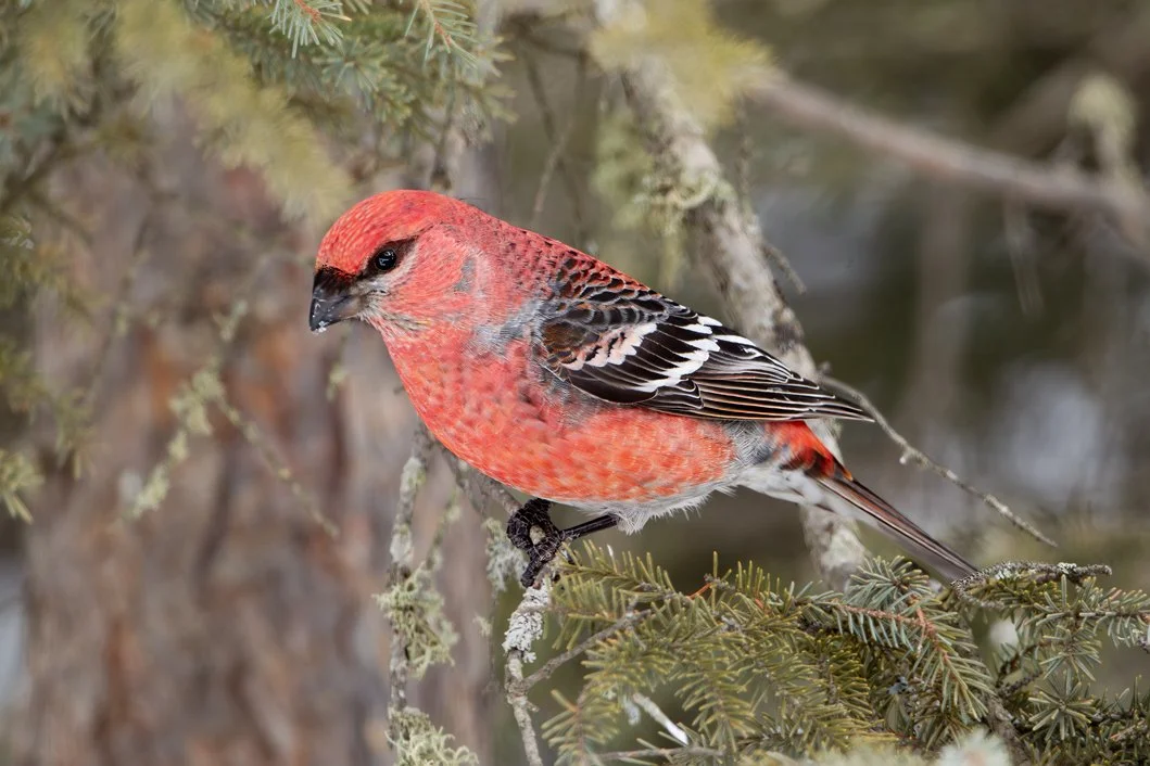 PINE GROSBEAK