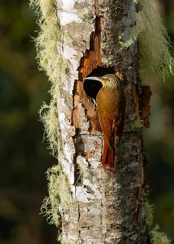 SPOT_CROWNED_WOODPECKER_02.jpg