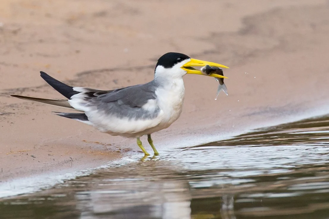 LARGE_BILLED_TERN_08.jpg