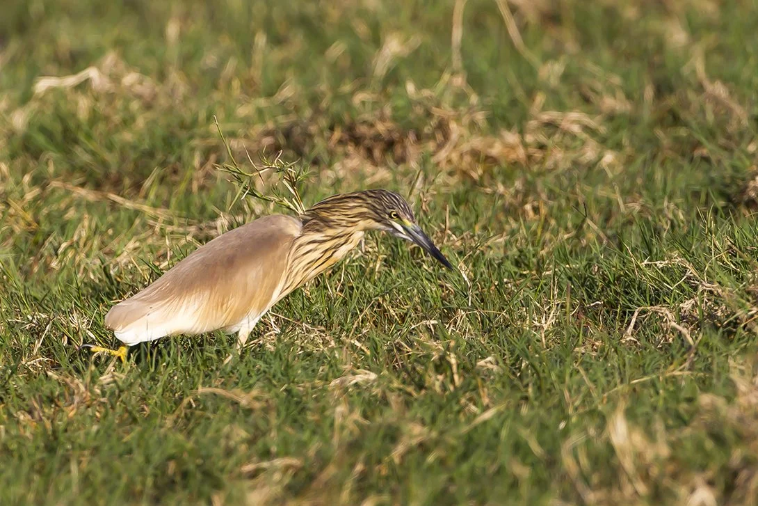 SQUACCO HERON