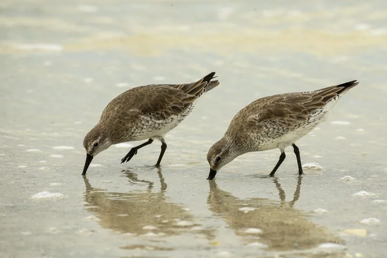 RED KNOT