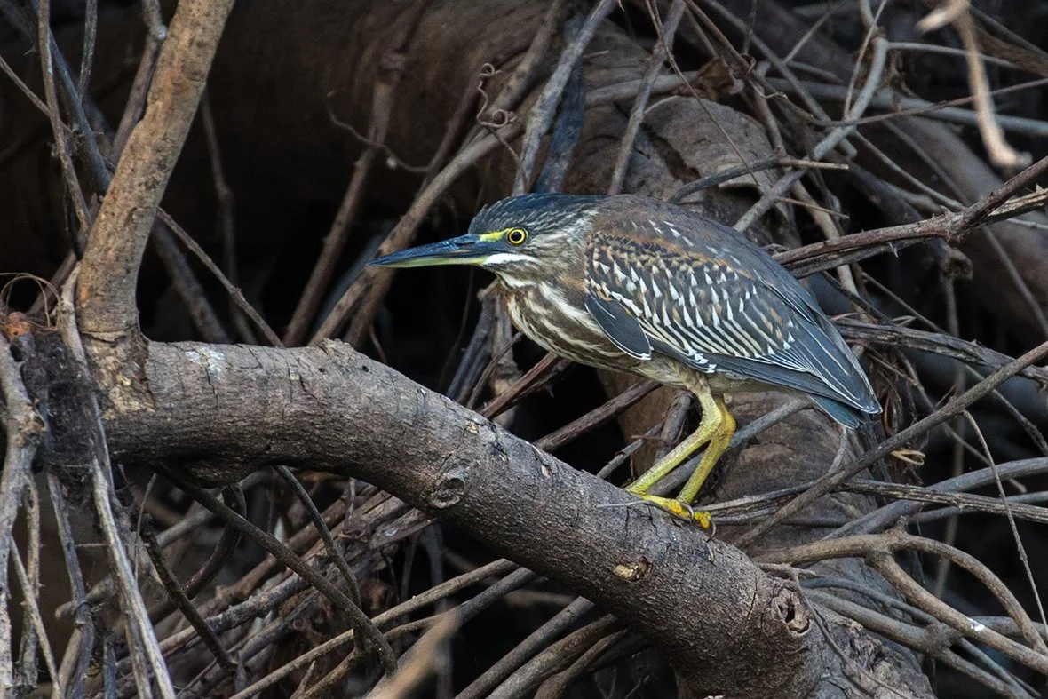 STRIATED HERON