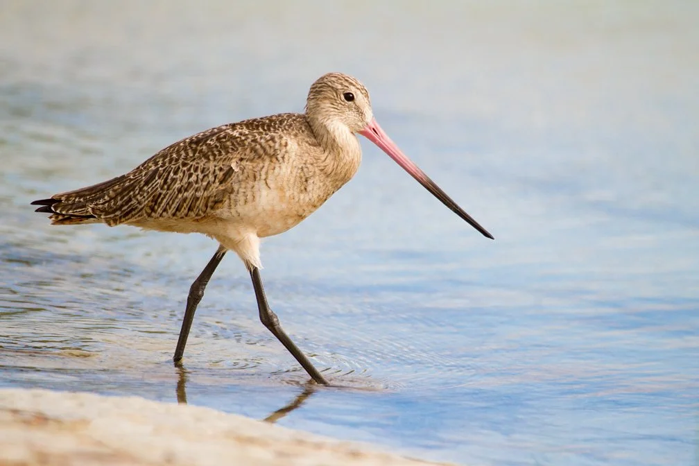 MARBLED GODWIT