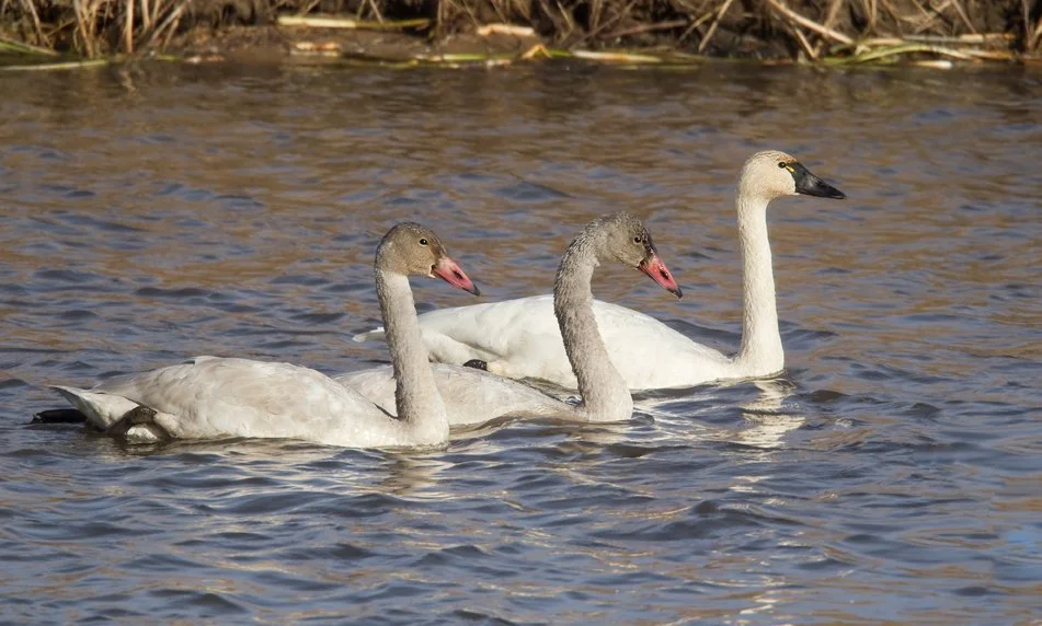 TUNDRA SWAN
