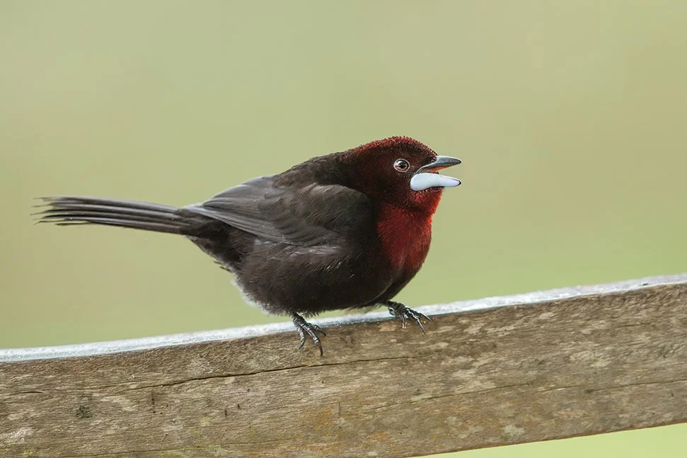 SILVER-BEAKED TANAGER