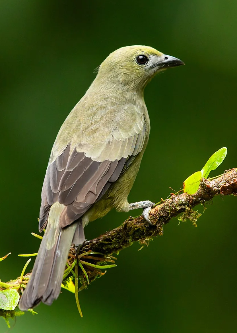 PALM_TANAGER_02.jpg