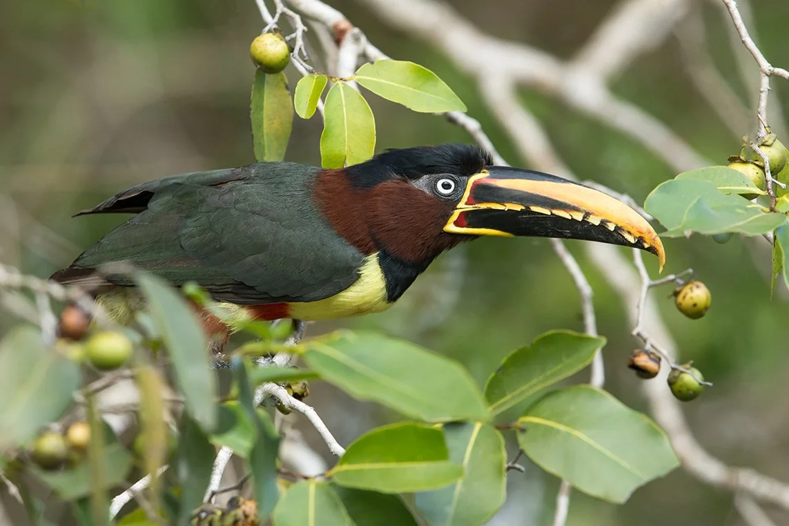 BLACK-NECKED ARACARI_03.jpg