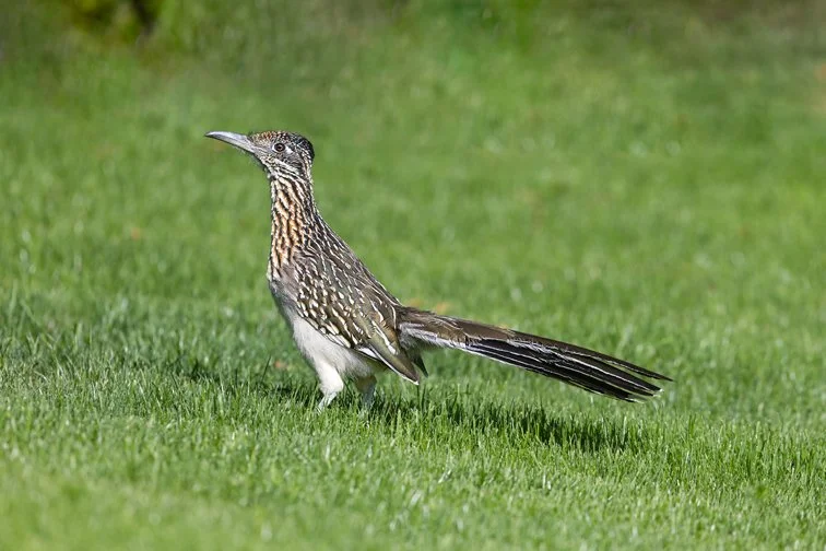 GREATER ROADRUNNER