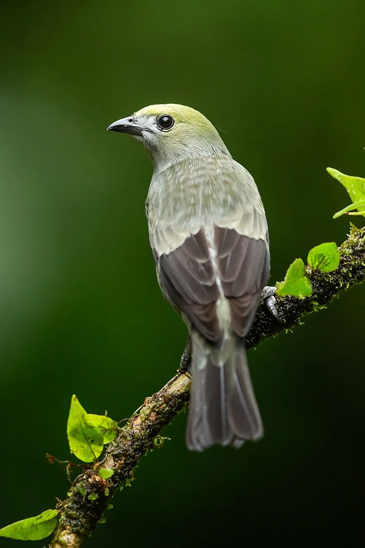 PALM TANAGER