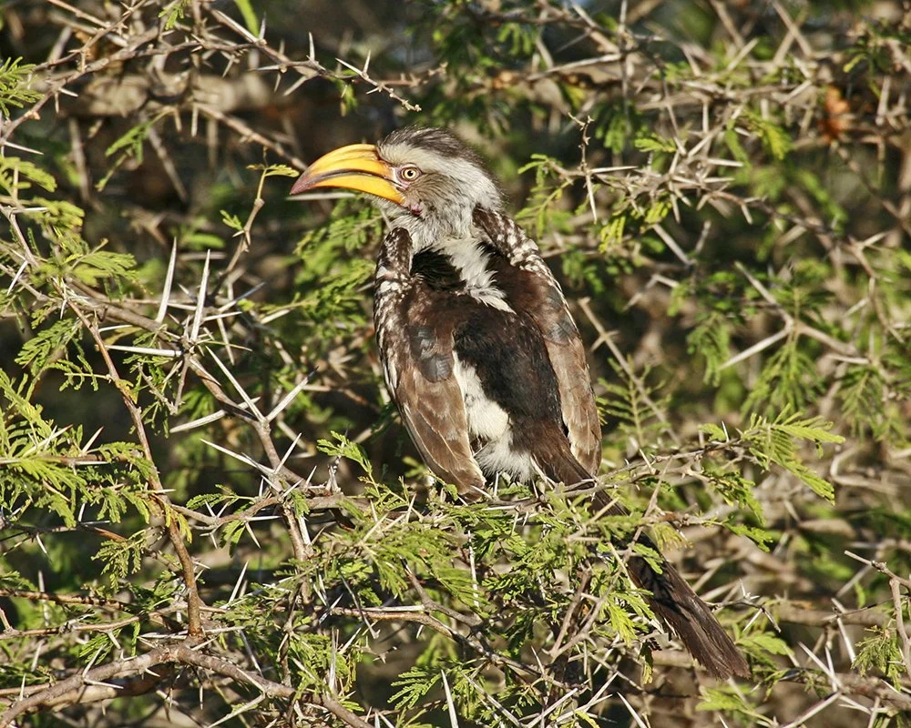 SOUTHERN_YELLOW_BILLED_HORNBILL_08.jpg