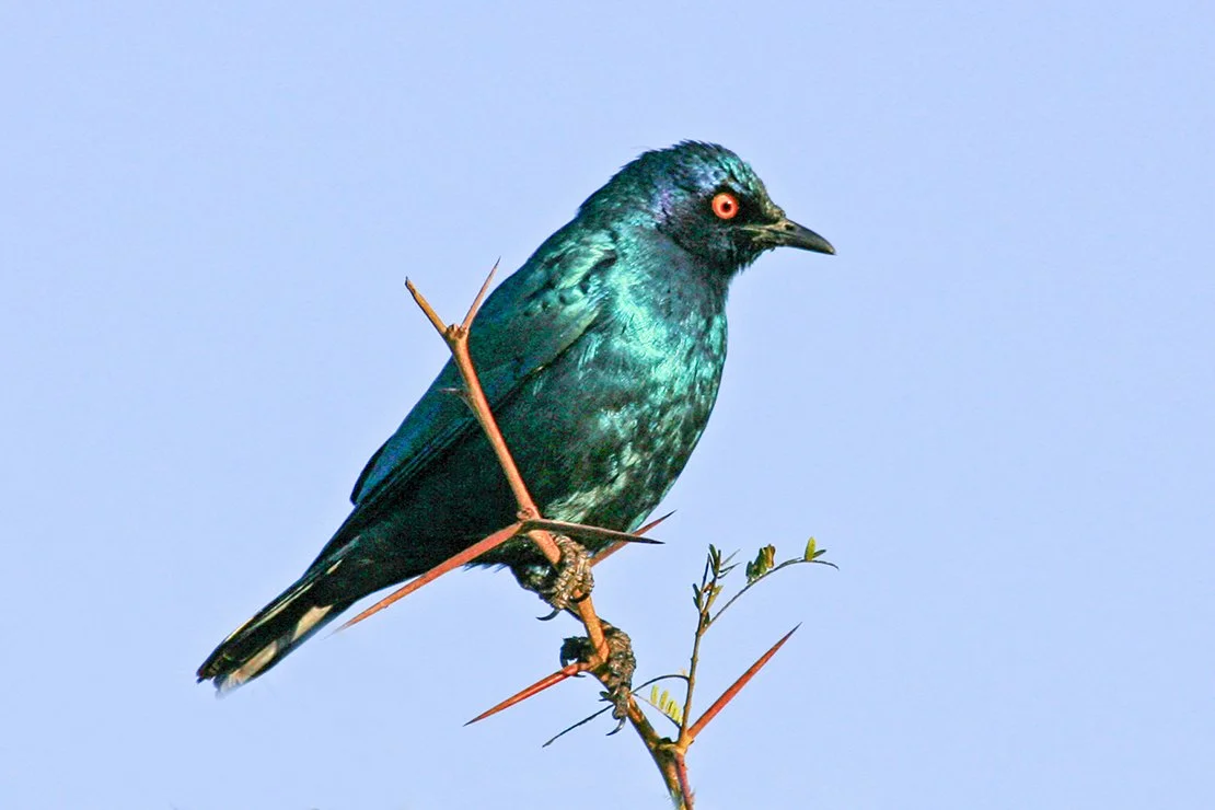 CAPE_GLOSSY_STARLING_02.jpg