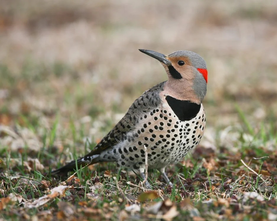 NORTHERN FLICKER