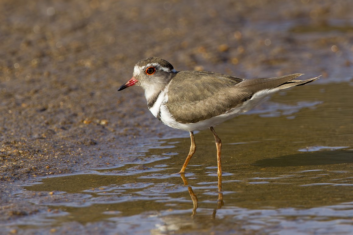 THREE-BANDED PLOVER