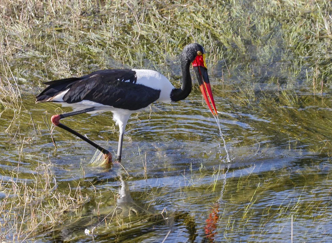 SADDLE_BILLED_STORK_23.jpg