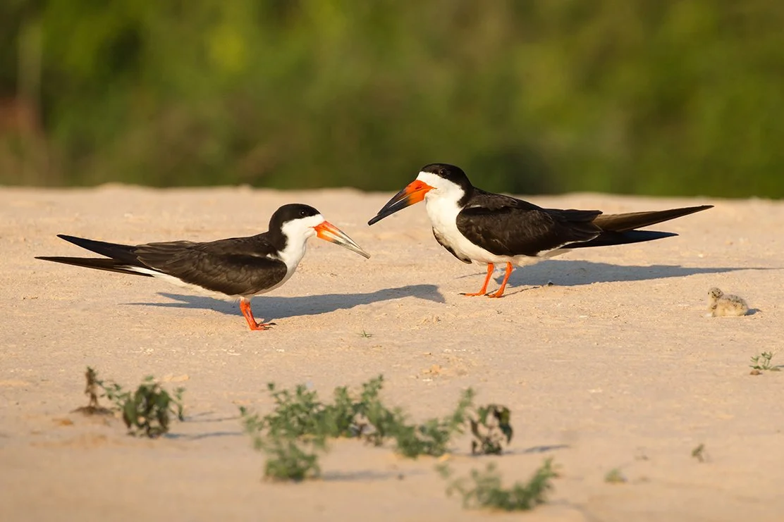 BLACK_SKIMMER_14.jpg