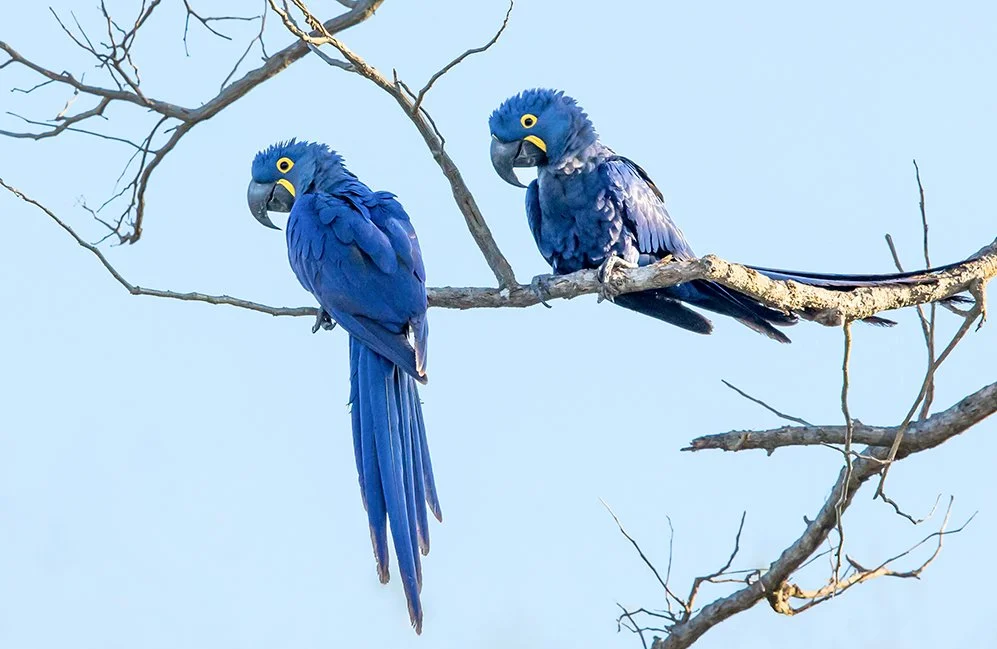 HYACINTH MACKAW