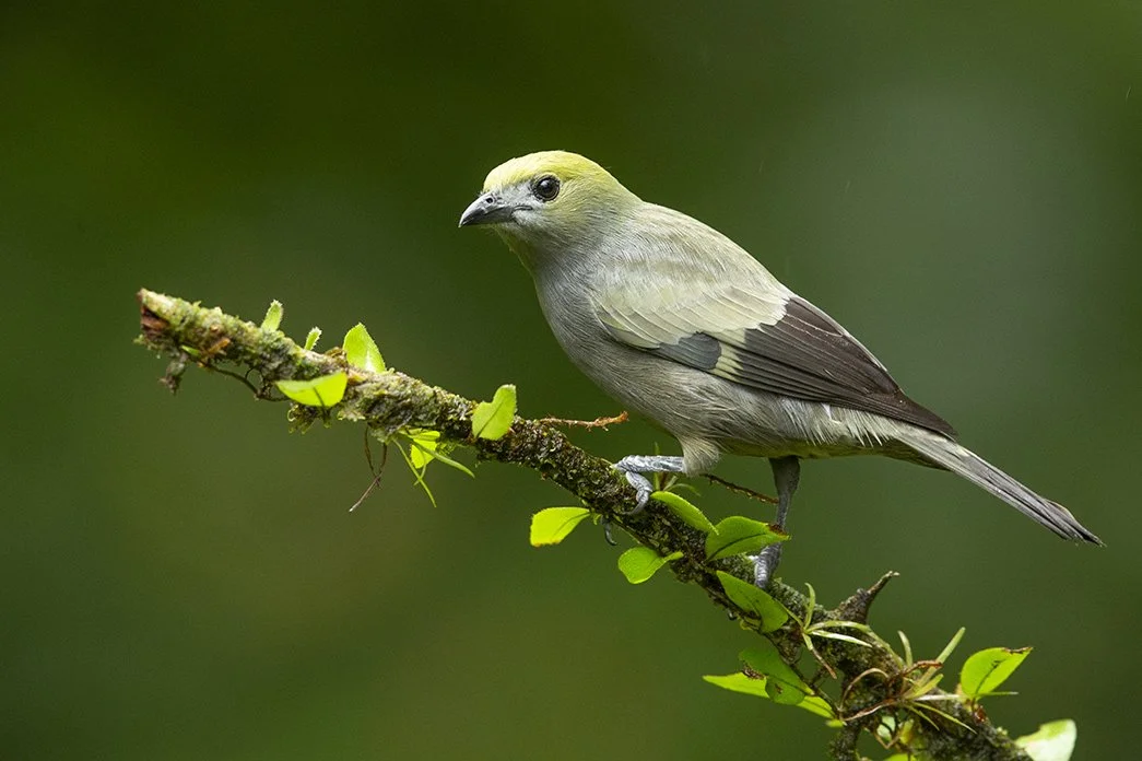 PALM_TANAGER_02.jpg