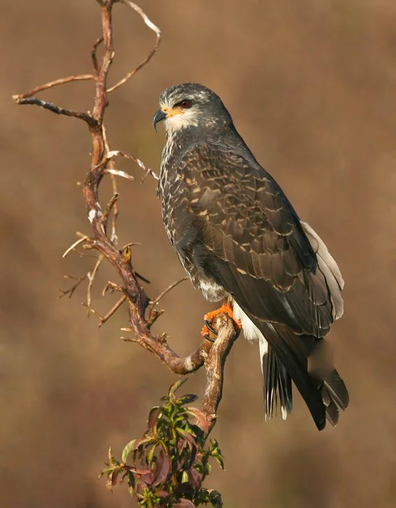 SNAIL KITE