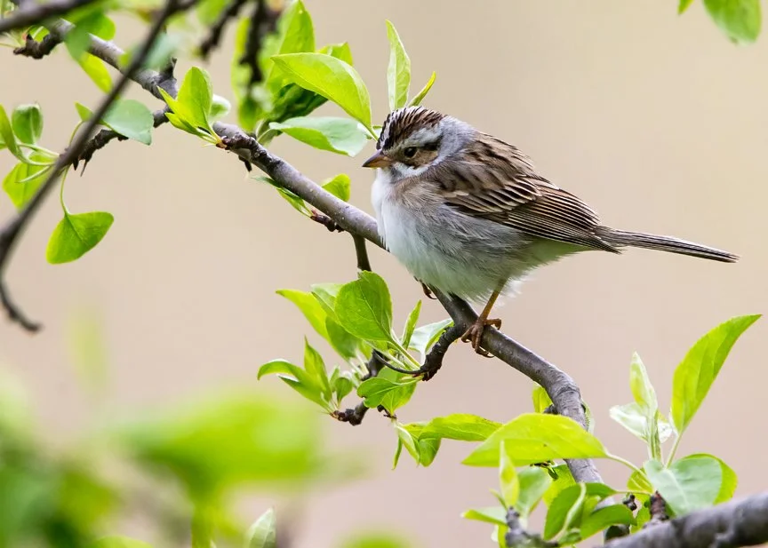 CLAY-COLORED SPARROW