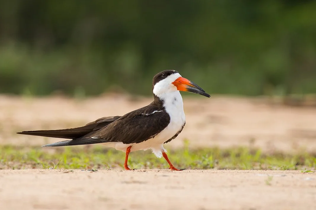 BLACK SKIMMER