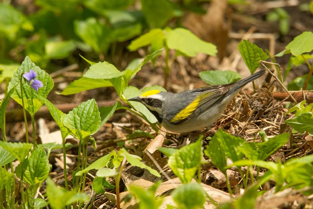 GOLDEN-WINGED WARBLER