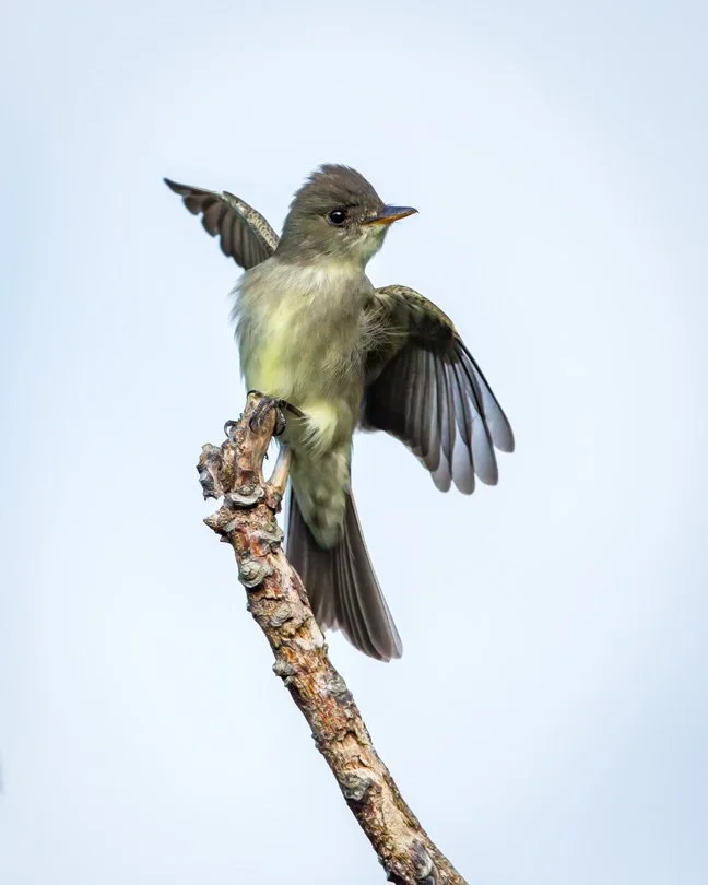 EASTERN WOOD-PEWEE