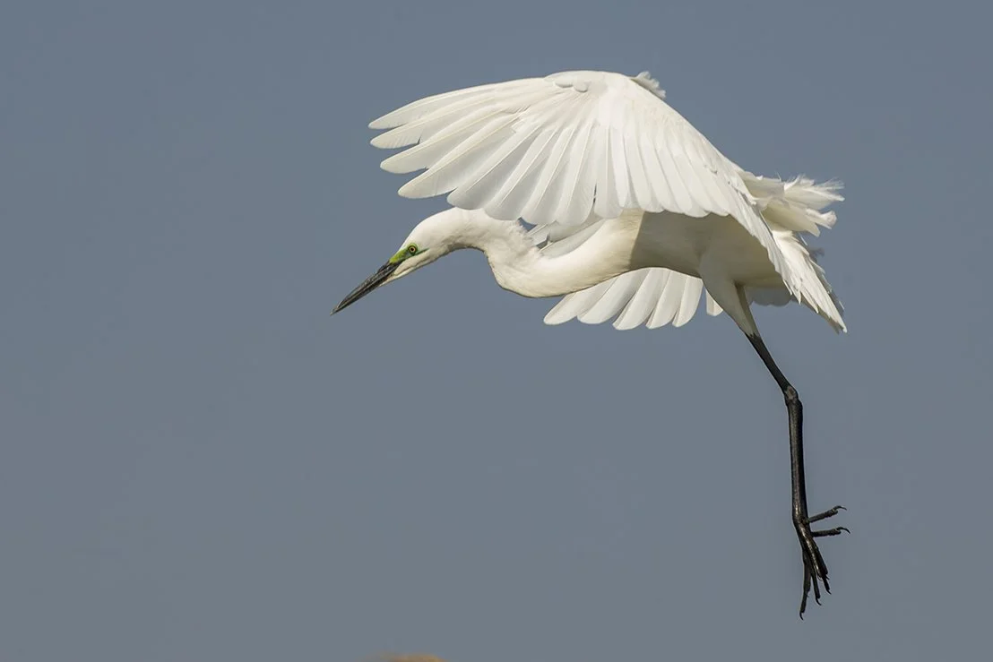 GREAT_WHITE_EGRET_06.jpg