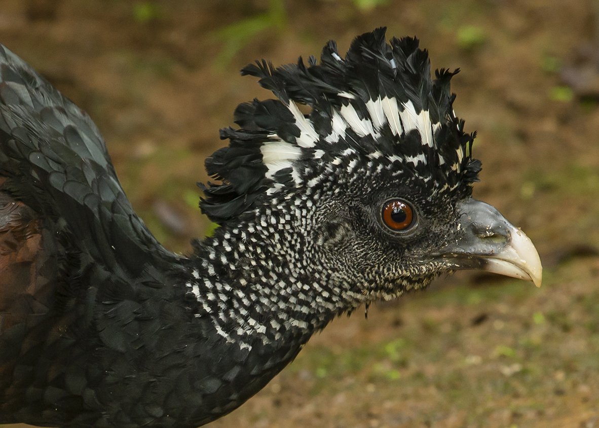 GREAT_CURASOW_02.jpg
