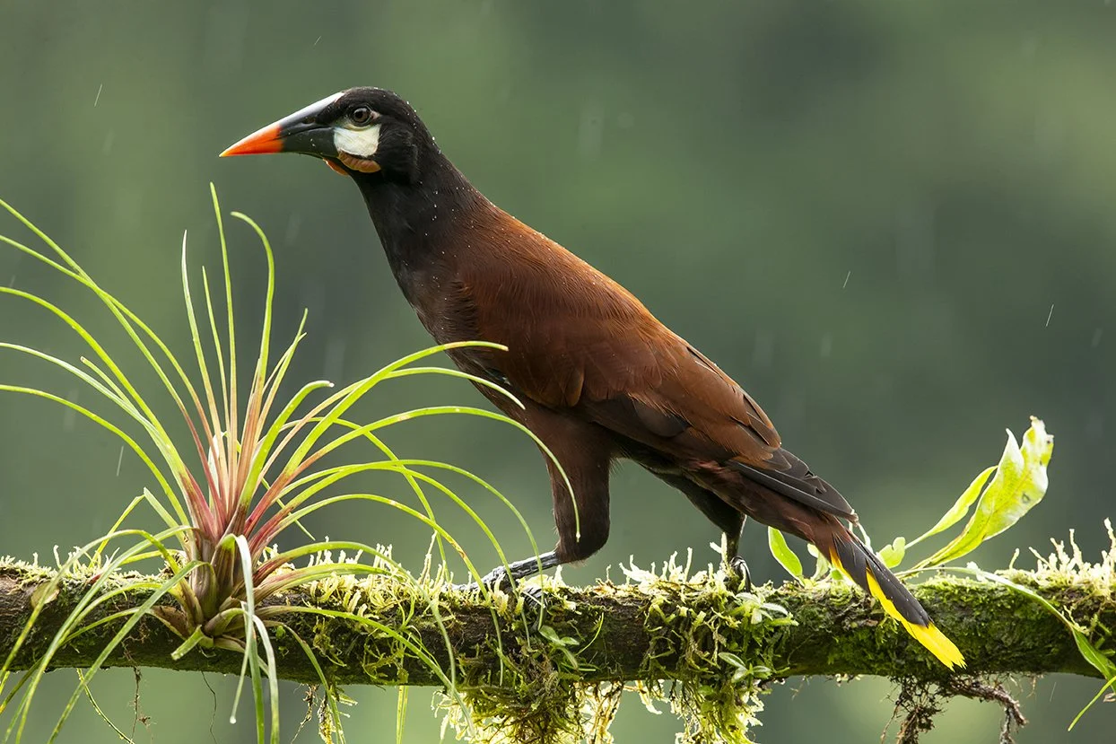 MONTEZUMA OROPENDOLA