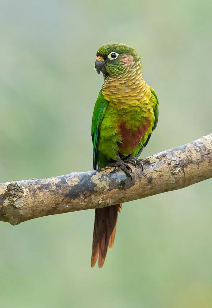 MAROON_BELLIED_PARAKEET_08.jpg