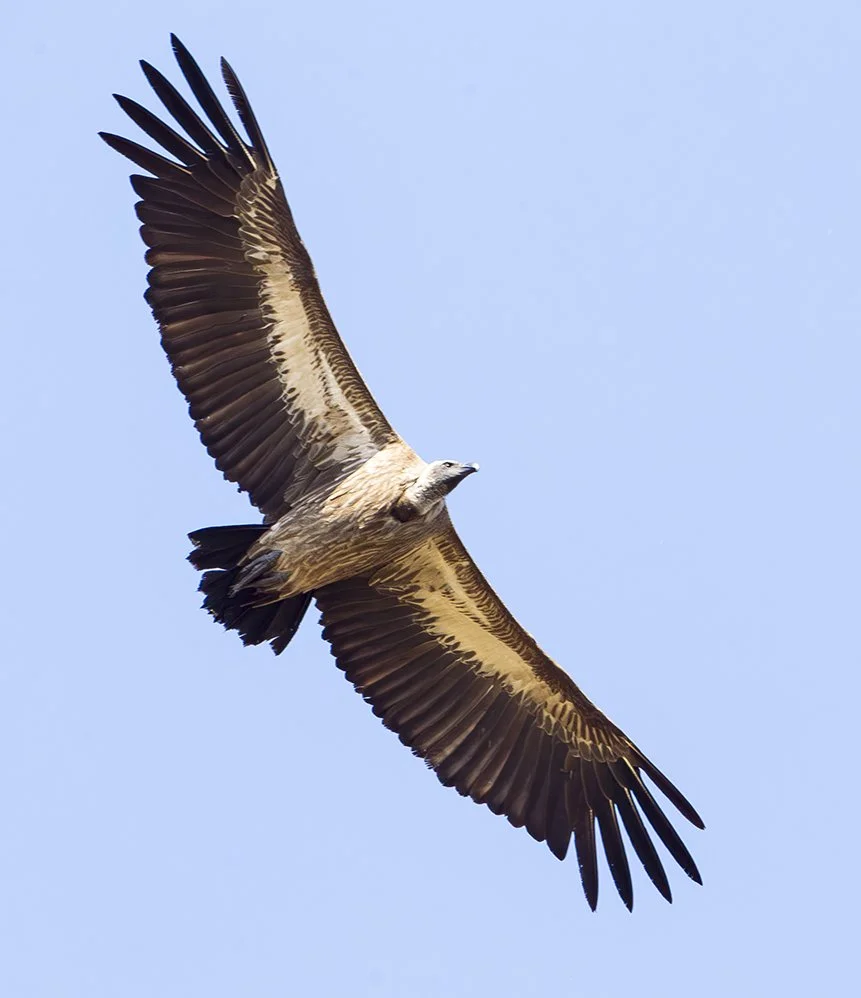 WHITE_BACKED_VULTURE_05.jpg