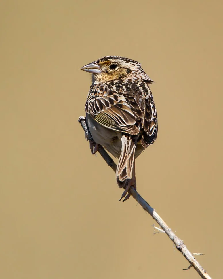 GRASSHOPPER SPARROW