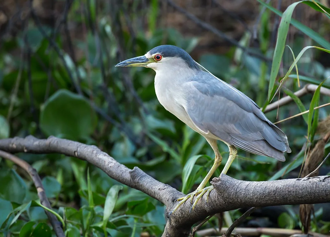 BLACK_CROWNED_NIGHT_HERON_03.jpg