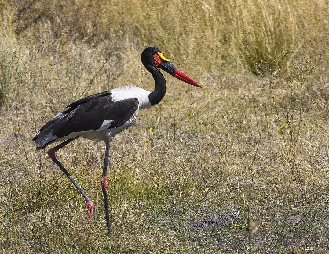 SADDLE_BILLED_STORK_17.jpg