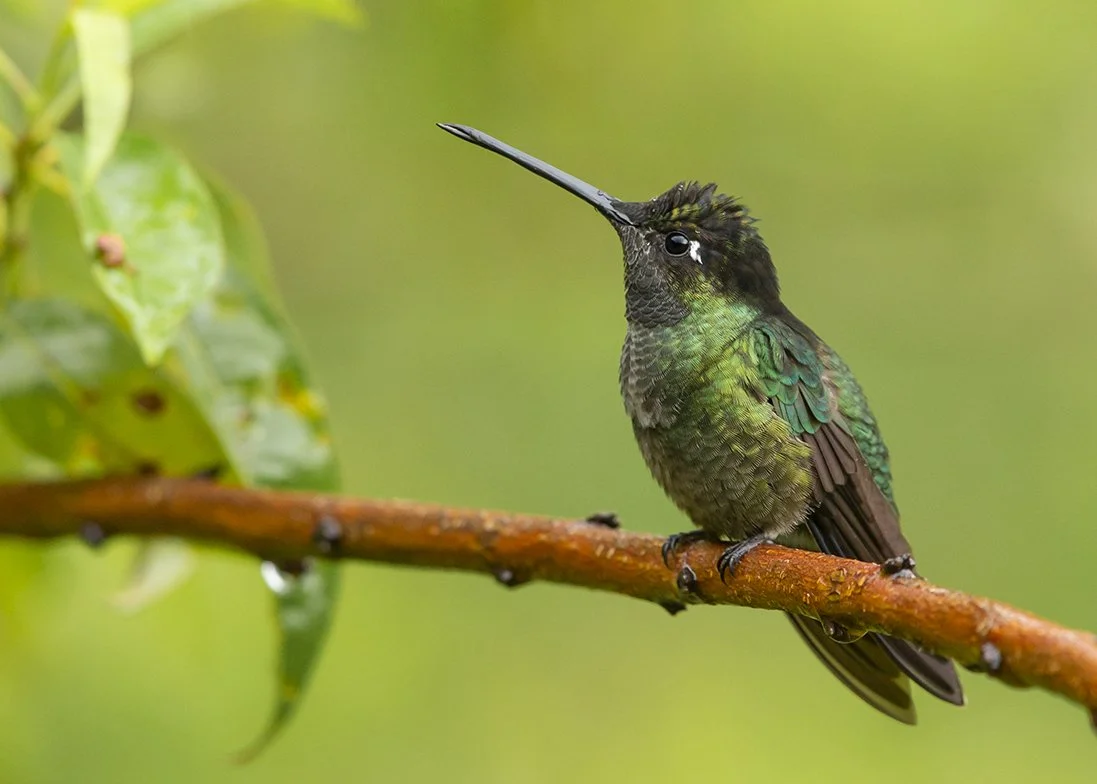 MAGNIFICENT_TALAMANCAS_HUMMINGBIRD_02.jpg
