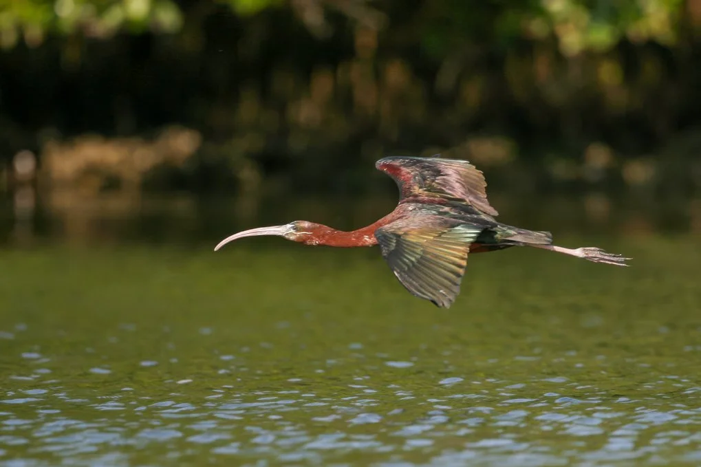 GLOSSY IBIS