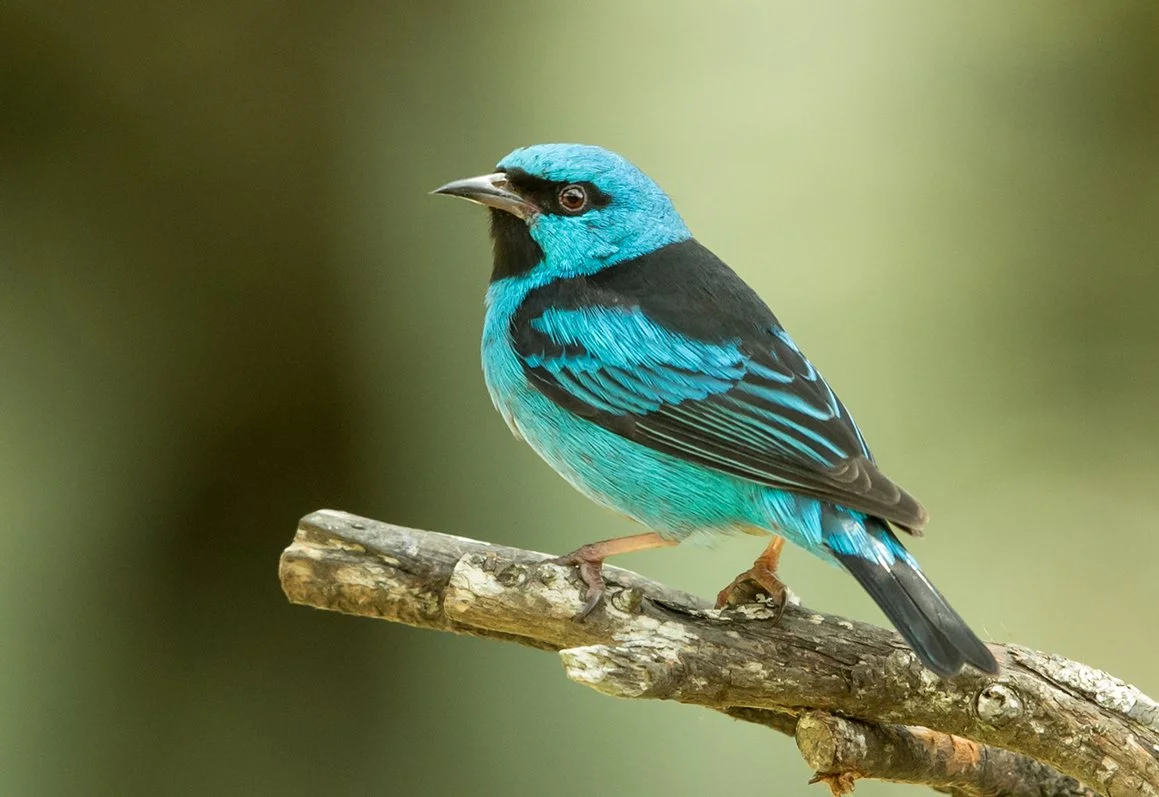BLUE DACNIS