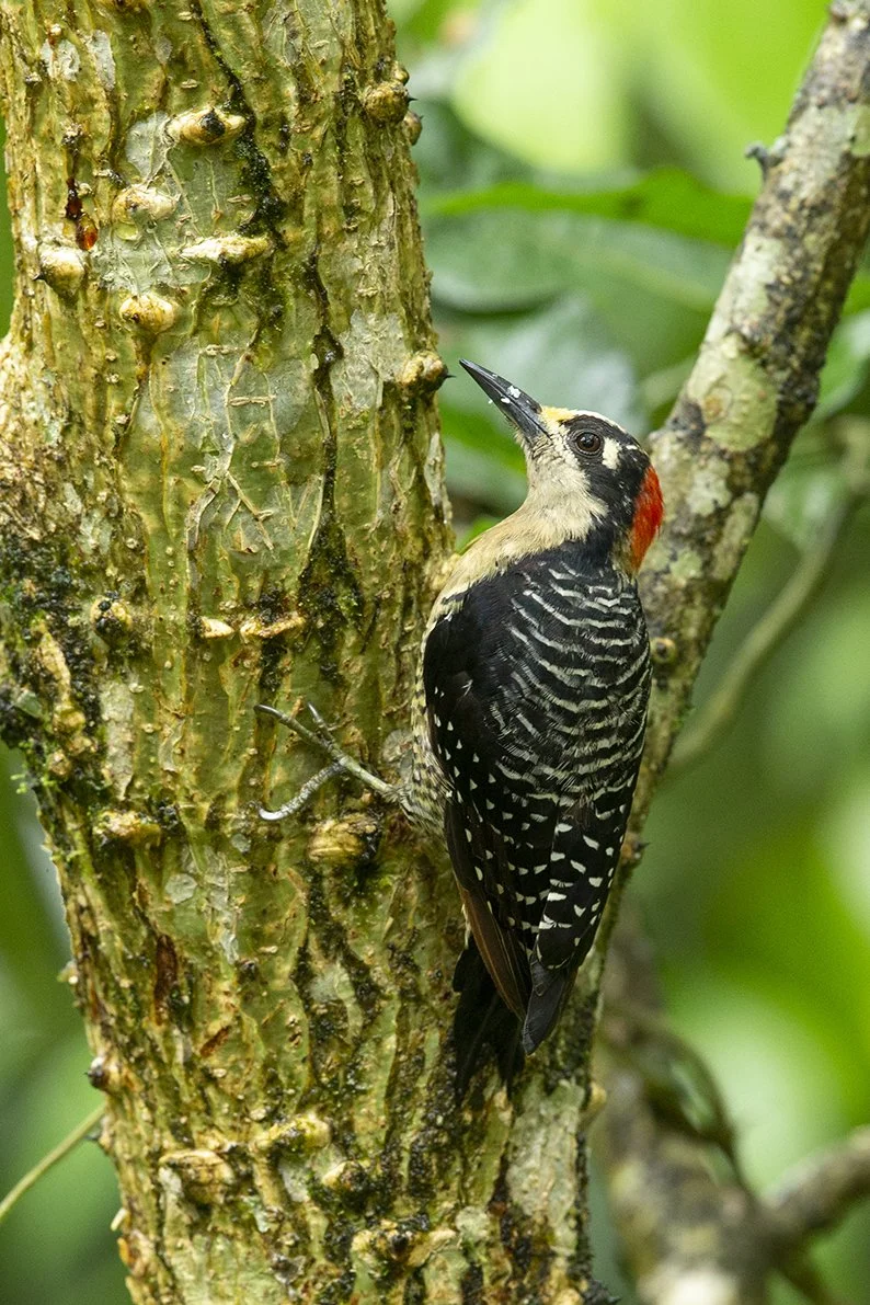 BLACK_CHEEKED_WOODPECKER_01.jpg