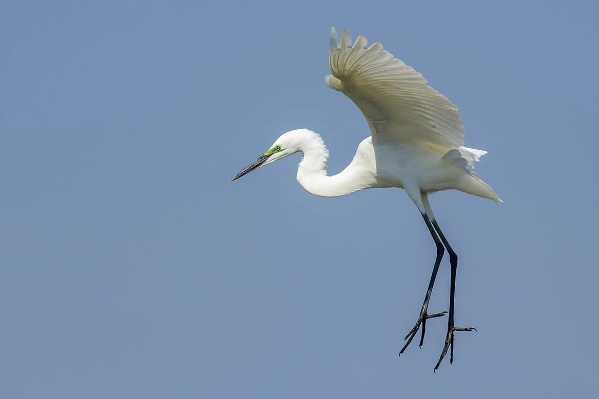 GREAT WHITE EGRET