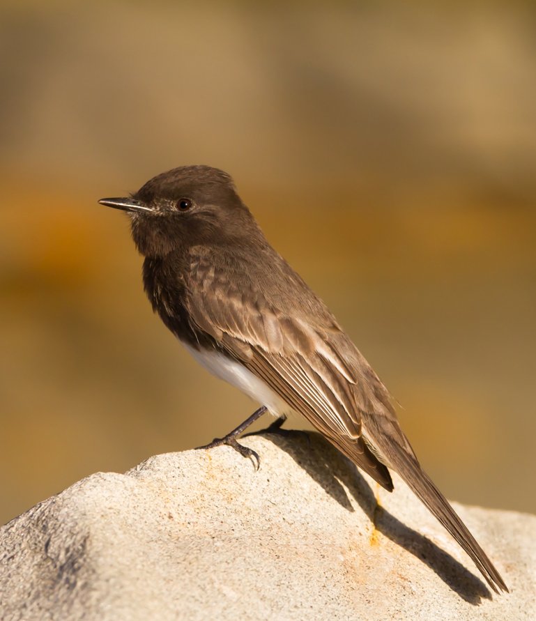 BLACK PHOEBE