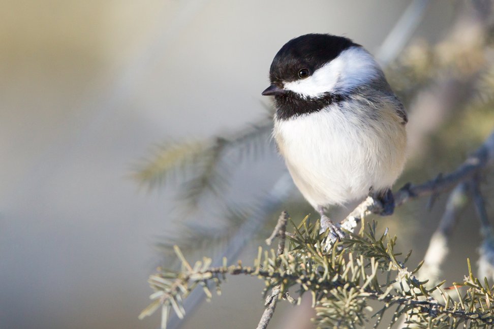 BLACK CAPPED CHICKADEE