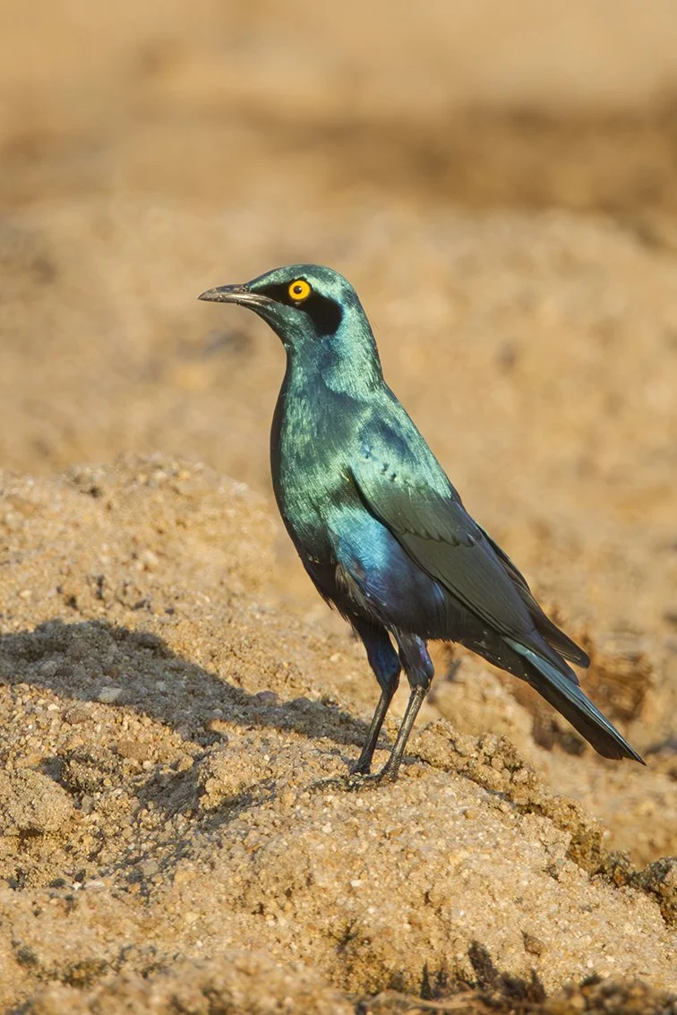 GREATER_BLUE_EARED_STARLING_04.jpg