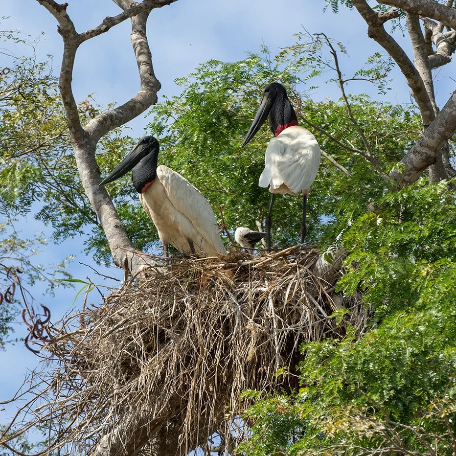 JABIRU_05.jpg