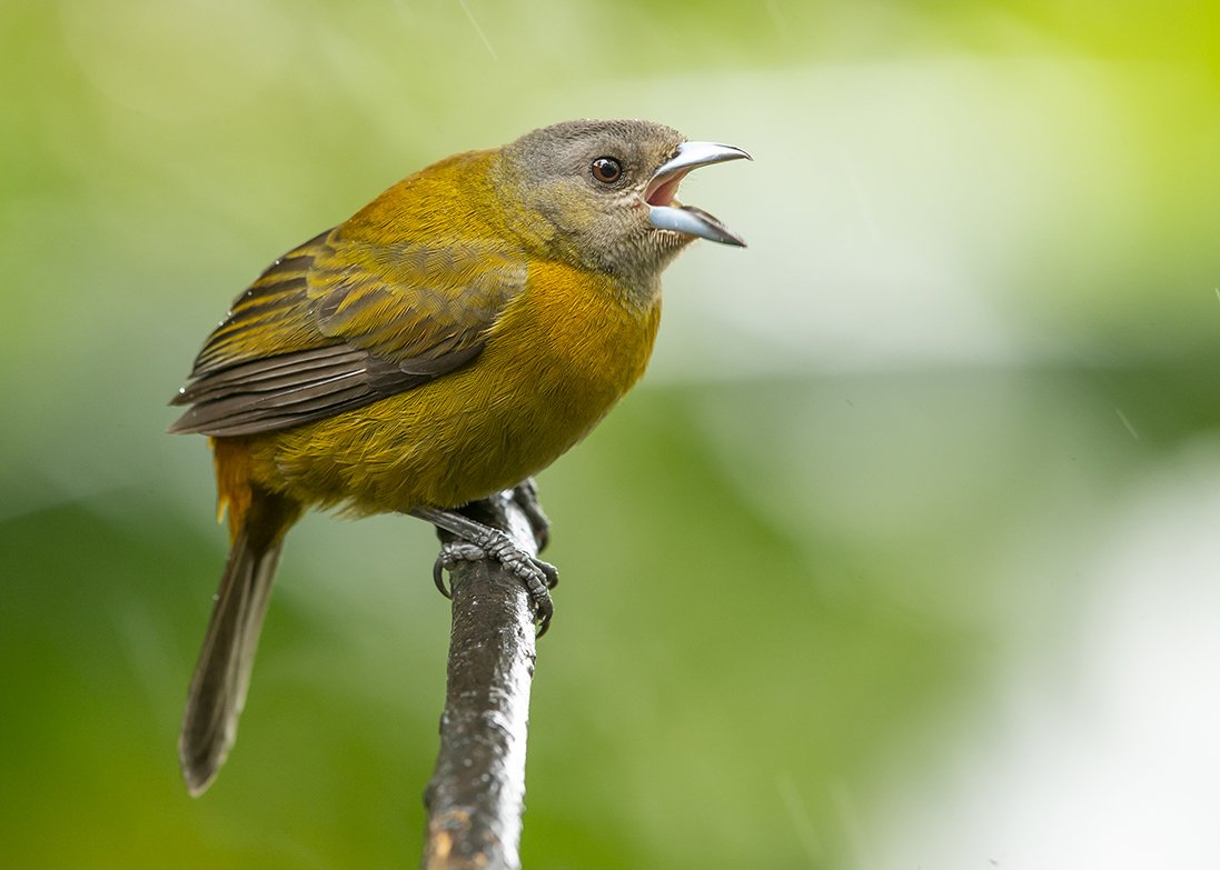 SCARLET_RUMPED_TANAGER_07.jpg