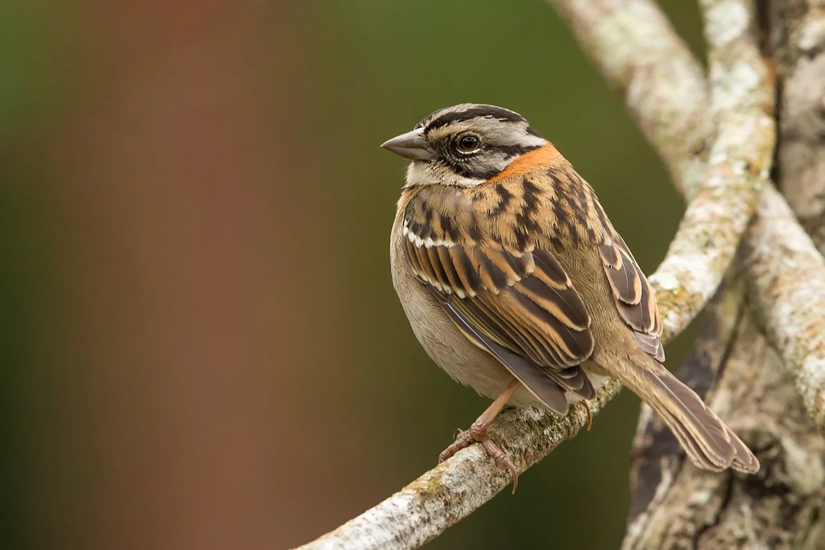 RUFOUS-COLLARED SPARROW