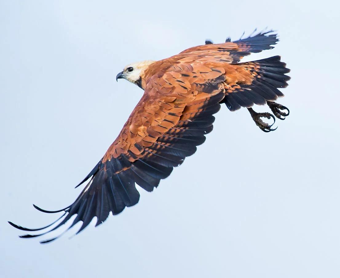 BLACK_COLLARED_HAWK_03.jpg