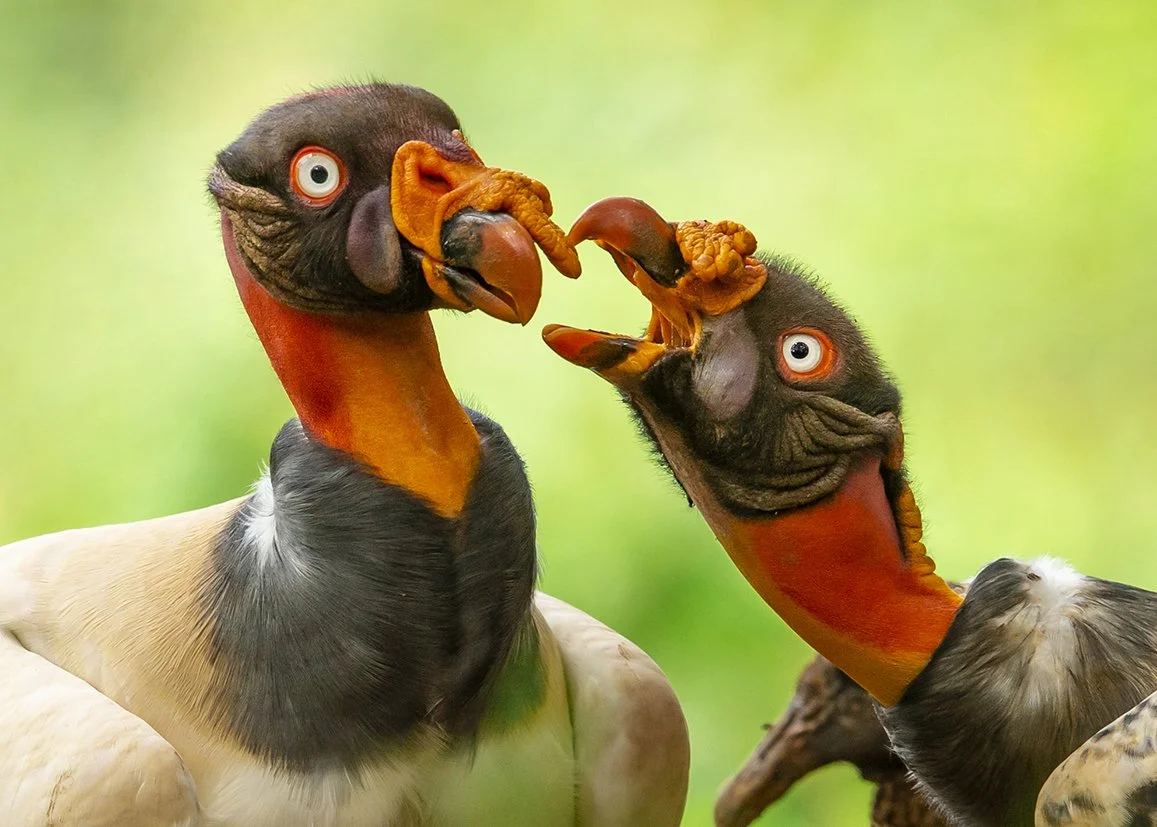 KING_VULTURE_06.jpg