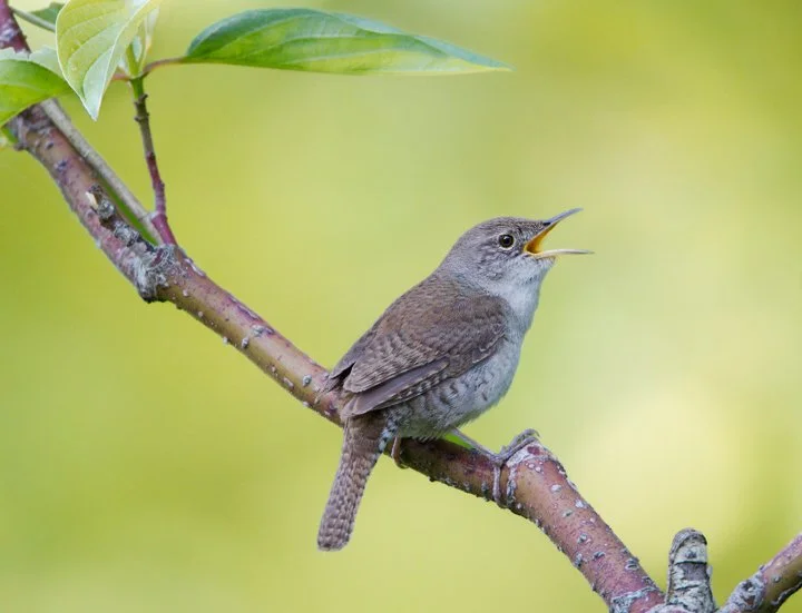 HOUSE WREN